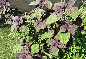 Shiso Leaf Vegetable Seeds for Planting - 100 Pcs pcs