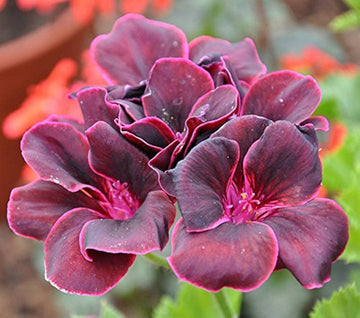 Deep Red Geranium Blooms Heirloom Non-GMO Seeds for Planting