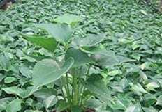 Green Homalomena Plant Seeds for Planting - NON GMO Seeds