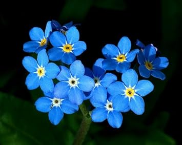 Heirloom Blue Myosotis Alpestris Flower Seeds for Planting, Non-GMO