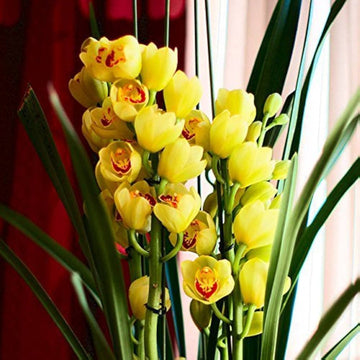 Yellow Dendrobium Orchid Plant Seeds for Planting, 100 pcs