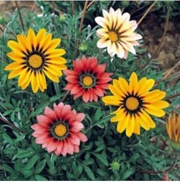 Mixed Gazania Flower Planting Seeds for Garden NON GMO Seeds