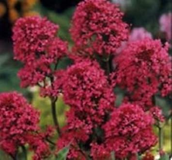 Red Jupiter Flower Seeds for Planting - 100 Pcs pcs
