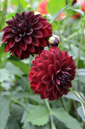 Arabian Night Dahlia Flower Seeds for Planting - Heirloom and Non-GMO garden seeds