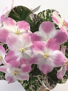 Organic Pink White African Violet Flower Seeds for Planting – Heirloom, Non-GMO