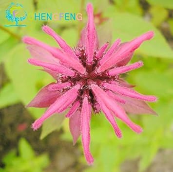 Pink Monarda Seeds for Planting – Organic, Heirloom, Non-GMO Flower Seeds