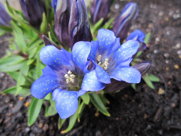 Gentiana Scabra Flower Seeds â€“ Rare Blue Blooms, Heirloom, Non-GMO Seeds for Garden & Rock Borders