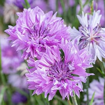 Heirloom Non-GMO Cornflower Flower Seeds for Planting – Colorful Wildflower Garden Blooms