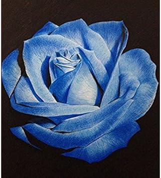 Light Blue Osiria Rose Plant Seeds for Planting Non-GMO Heirloom Garden Seeds for Growing