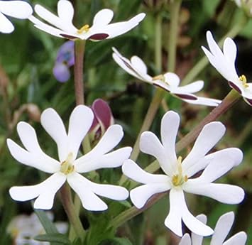White Zaluzianskya Flower Seeds for Planting - 100 pcs