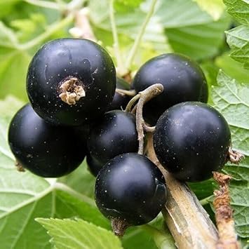 Grosella negra Ribes nigrum seeds for berry garden
