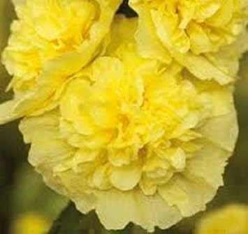Organic Yellow Hollyhock Flower Seeds for Planting – Heirloom, Non-GMO