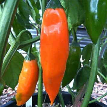 Orange Green Amarillo Chili Seeds for Planting - Spicy Variety
