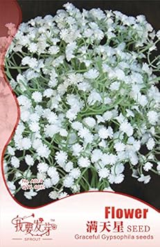 White Gypsophila Snowflake Seeds – Organic, Heirloom, Non-GMO Seeds for Planting