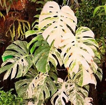 Mixed Turtle Planting Seeds - Non-GMO, Heirloom Leaves