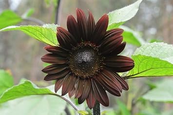 Chocolate Sunflower Seeds for Planting – Unique Dark Blooms for Garden Decor & Pollinator Attraction