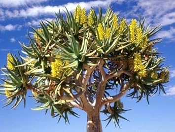 Green Aloe Dichotoma Plant Seeds for Planting- Unique Garden Growth – Fresh Herb for Your Garden