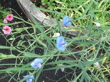 Blue Lathyrus Sativus Flower Seeds for Planting ƒ?? Organic, Heirloom, Non-GMO Sweet Pea Seeds