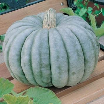Blue Pumpkin Seeds for Planting heirloom & Non-GMO Seeds
