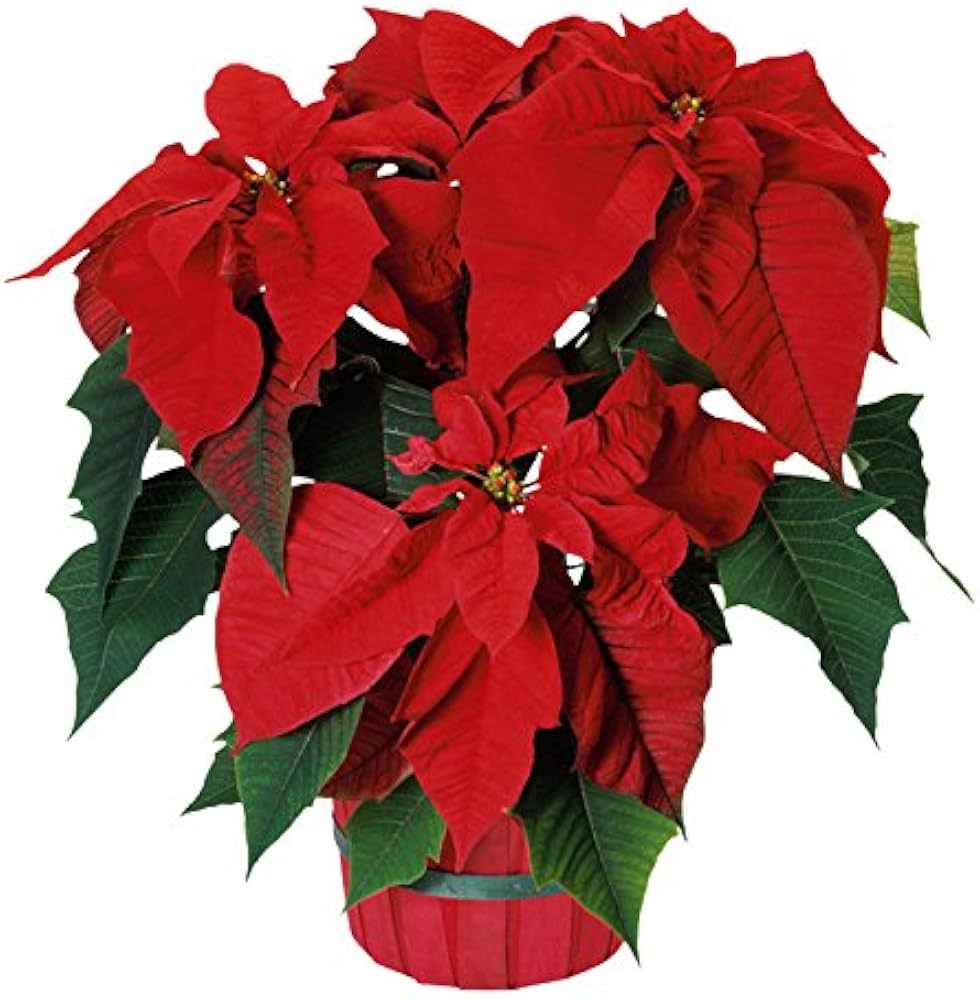 Poinsettia Flower Seeds for Planting ,Heirloom Seeds -100 pcs - Flower for planting in home garden