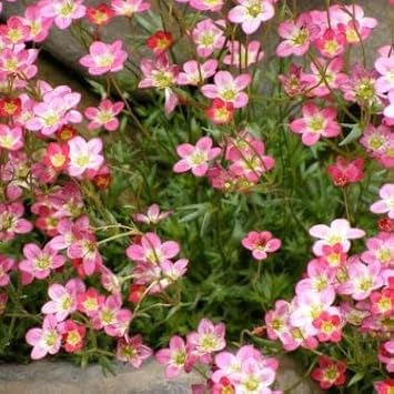 Light Pink Saxifraga Flower Seeds for Planting â€“ NON GMO Seeds