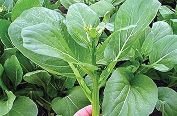 Green Brassica Seeds for Planting, heirloom & Non-GMO Seeds