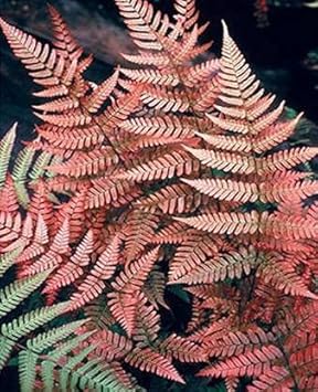 Fern Dark Pink Plant Seeds for Planting heirloom & Non-GMO Seeds