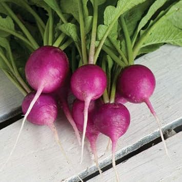 Radish Seeds for Planting, Violet, 100 Pcs pcs