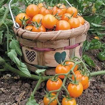 Sungold Tomato Seeds for Planting - 100 Pcs pcs
