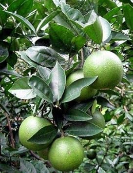 Fresh Orange Fruit Seeds for Planting Green 100 Pcs pcs