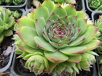 Organic Green Chicks Sempervivum Plant Seeds for Planting ƒ?? Heirloom, Non-GMO