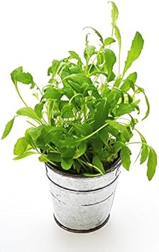 Green Rocket Salad Seeds Scientific Name Placeholder for planting in home garden
