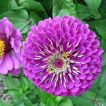 Purple Zinnia Flower Seeds for Garden Planting – Bright Blooms, Non-GMO, Heirloom Seeds