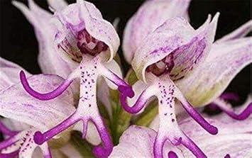 Orchis Italica Orchid Seeds â€“ Purple Flowering Plant Seeds for Home Garden