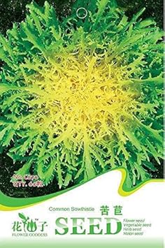 Green Yellow Endive Seeds for Planting - Healthy Vegetable