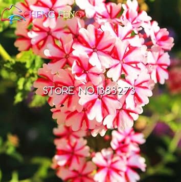 Organic Heirloom Pink Verbena Flower Seeds ƒ?? Non-GMO Garden Seeds for Planting