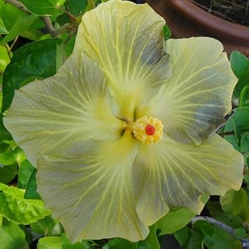 Light Grey Hibiscus Flower Seeds for planting in home garden
