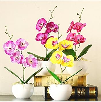Mixed Doritaenopsis Orchid Flower Seeds – Non-GMO Colorful Garden Blooms for Planting for planting in your garden.