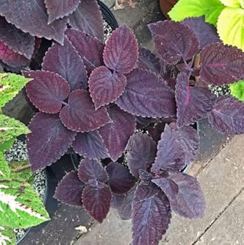 Heirloom Non-GMO Black Coleus Plant Seeds for Planting – Striking Foliage Garden Seeds