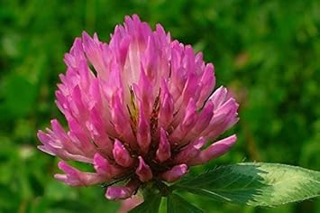 Pink Trifolium or Clover Flower Planting Seeds for Garden NON GMO Seeds
