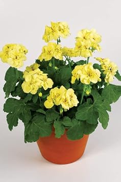 Pelargonium Flower Seeds in Yellow for Garden - 100 pcs