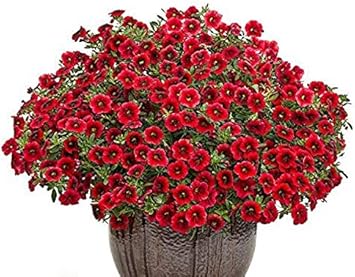Red Calibrachoa Flower Seeds for Planting -Heirloom & Non-GMO Seeds for planting for planting in home garden