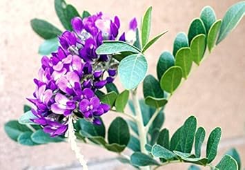 Purple Mescal Flower Seeds for Planting - 100 pcs for planting in your garden.