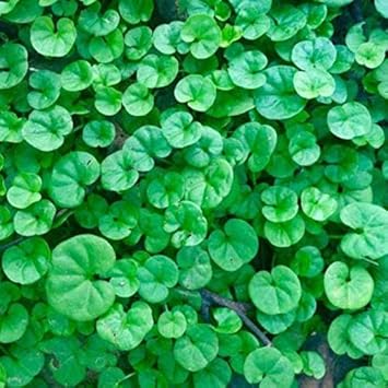 Heirloom Non-GMO Green Dichondra Repens Lawn Seeds â€“ Lush Ground Cover for Garden Planting