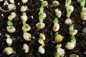 White Man Orchid Seeds for Planting | Organic, Heirloom, Non-GMO Flower Seeds