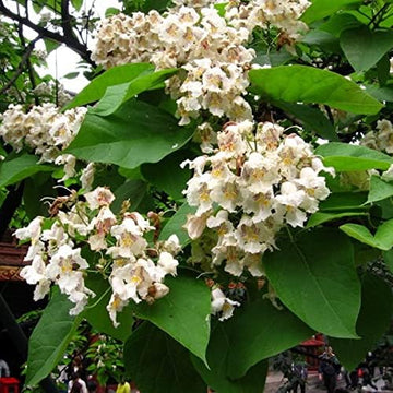 Heirloom Non-GMO Catalpa Flower Seeds – Ornamental Shade Tree with Fragrant Blooms