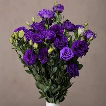 Deep Blue Eustoma (Lisianthus) Flower Seeds for Planting - Heirloom, NON-GMO, Easy to Grow