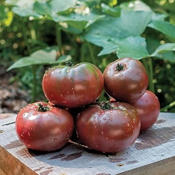 Burgundy Tomato Seeds for Planting - 100 Pcs pcs