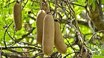 Brown Sausage Fruit Seeds for Planting - Unique Brown Sausage Fruit for Home Gardens 100 Pcs pcs
