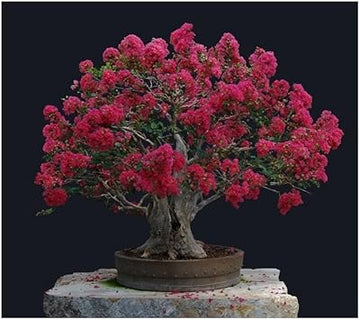 Organic Crepe Myrtle Flower Seeds for Planting – Heirloom, Non-GMO